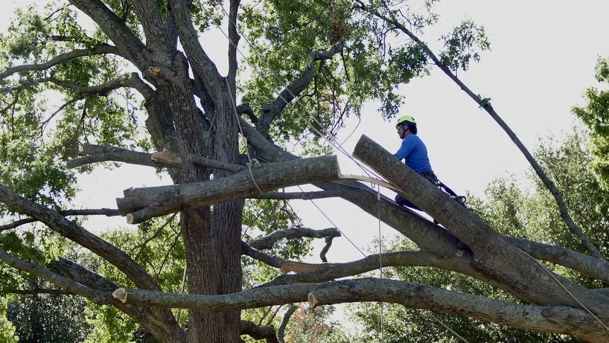 Professional Hazardous Tree Removal performed by certified arborists in Woodruff
